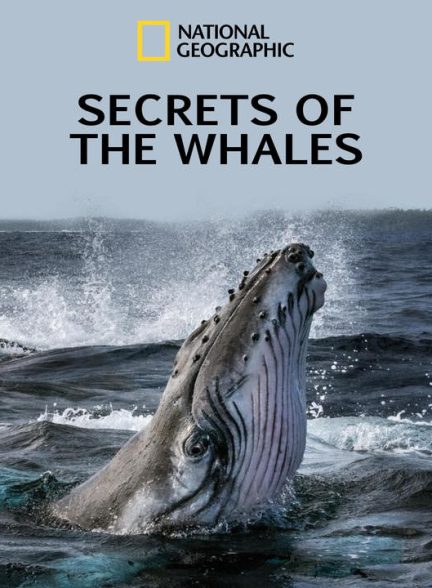 دانلود مستند اسرار نهنگ ها 2021