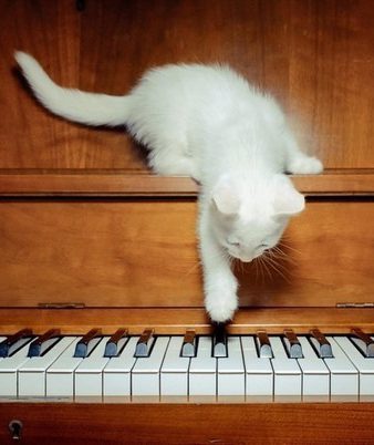 راهنمای خرید پیانو برای افراد مبتدی