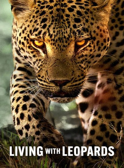 دانلود مستند زندگی با پلنگ ها 2024