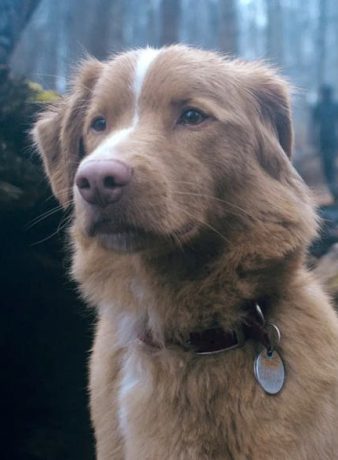 اولین نگاه به فیلم پسر خوب Good Boy ؛ ترس از دید یک سگ